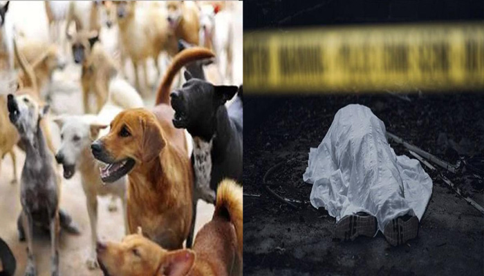 बिजनौर: कुत्तों के झुंड ने वृद्ध किसान को नोच कर मार डाला