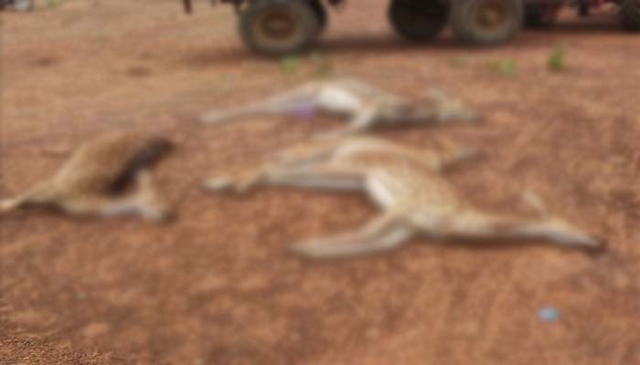 आखिर कैसे हुई छत्तीसगढ़ के धमतरी जिले में 12 हिरणों की मौत