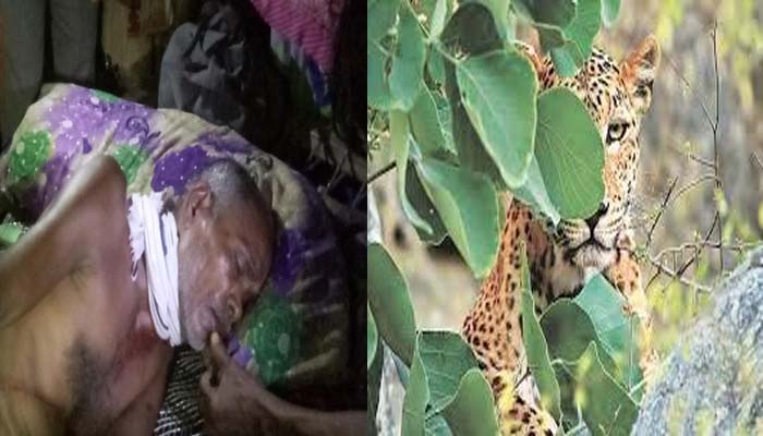 किसान का साहस: अचानक हुआ तेंदुए का हमला, दस मिनट संघर्ष कर बचाई जिंदगी
