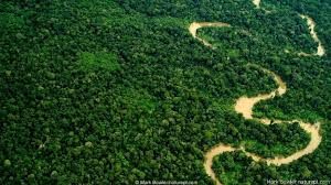 अमेजन के जंगल