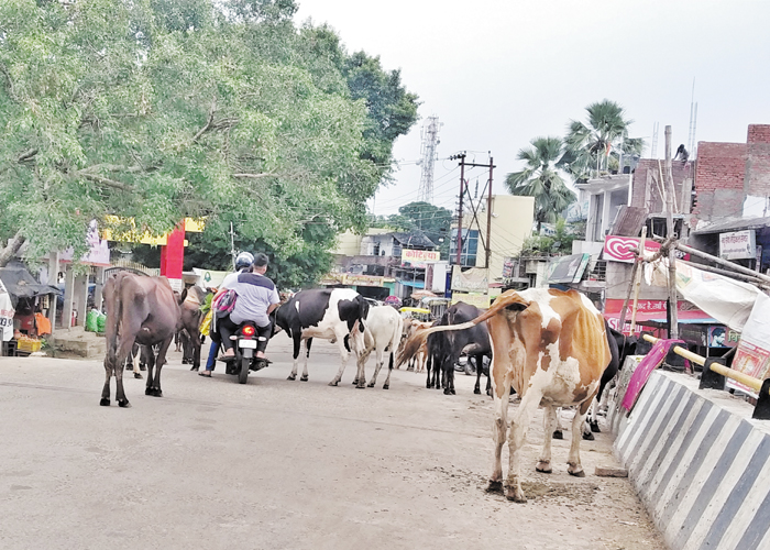 कागजी संरक्षण से गायों का कैसे होगा भला