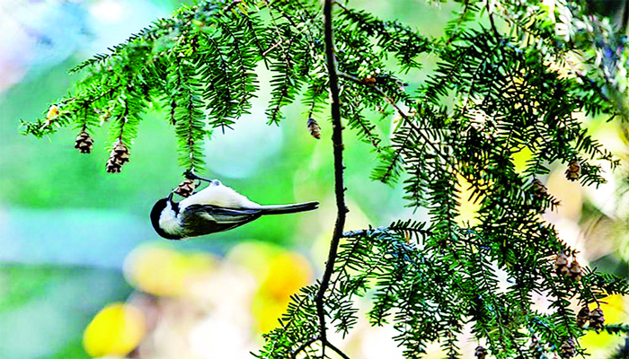 अमेरिका में खत्म हो रहीं चिडिय़ां, अब पेड़ों पर सुनाई नहीं देती पक्षियों की चहचहाट