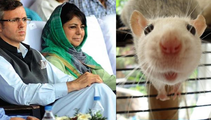 कश्मीर में चूहों का अटैक: उमर-महबूबा के नेताओं को सोते समय काटा