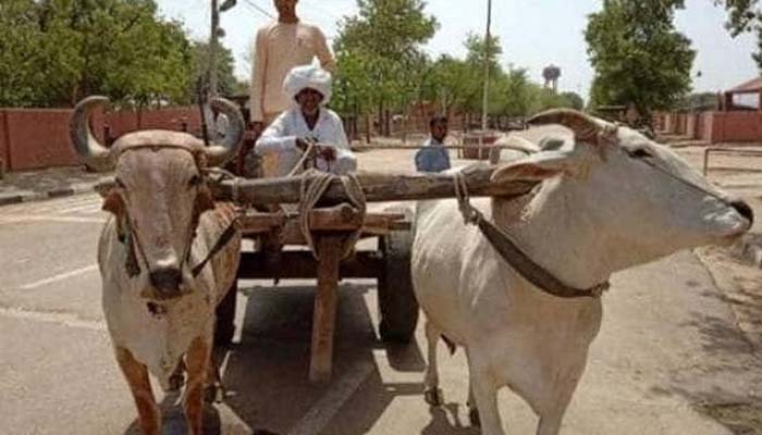 Image result for Bullock Cart Given Challan: Yogi's Police