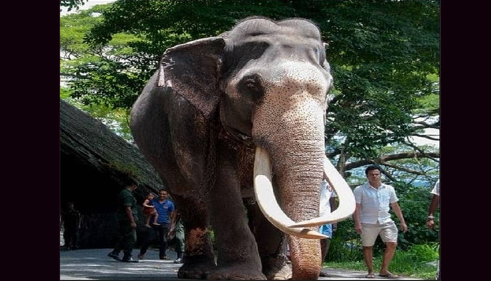 हाथी बना VVIP: सुरक्षा में लगी सेना, नेताओं से ज्यादा हैं इनके ठाट-बाट