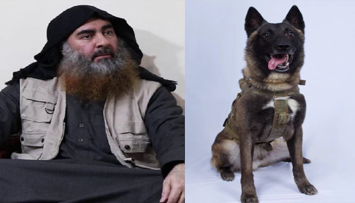 खुश हुए ट्रम्प: बगदादी को मारने पर इस कुत्ते को मिला ये सम्मान