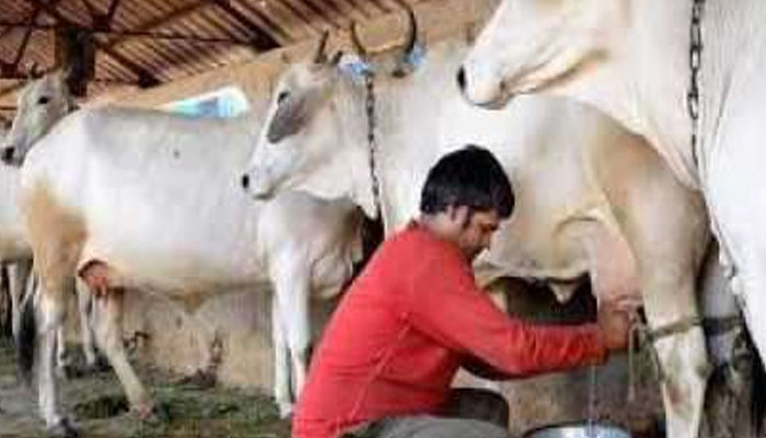 OMG: यहां की गायें सुनती है संगीत, तभी देती है दूध, जानिए कैसे?
