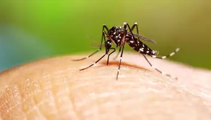 बेचारा पाकिस्तान: डेंगू मच्छरों से तो निपट नहीं पा रहा, चला है भारत से निपटने