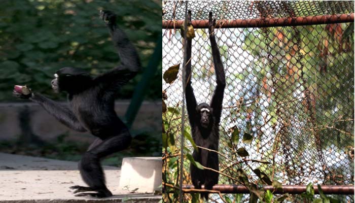 लखनऊ चिड़ियाघर में 38 वर्षीय हुक्कू बंदर की मौत, देखें तस्वीरें