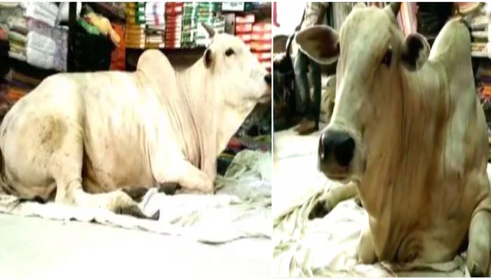 दुकान में गाय: आखिर क्यों रोज आती है यहां, स्टोरी है दमदार