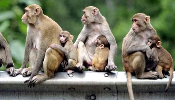 बंदरों की वजह से लड़कियों की नहीं उठ रही 'डोली', दबंगई पड़ रही भारी