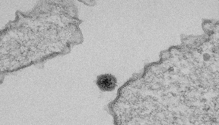 चीन में कोरोना वायरस का कहर, 1100 की मौत, अब एक और रहस्यमय वायरस का खुलासा