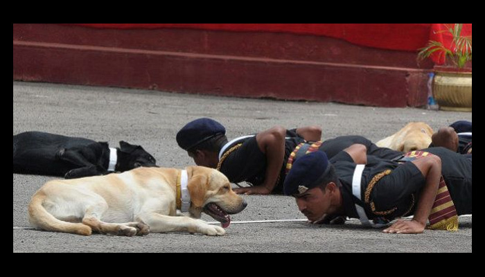 ये जांबाज कुत्ते: जिनको मार दी जाती है गोली, मिलता है शहीद का दर्जा
