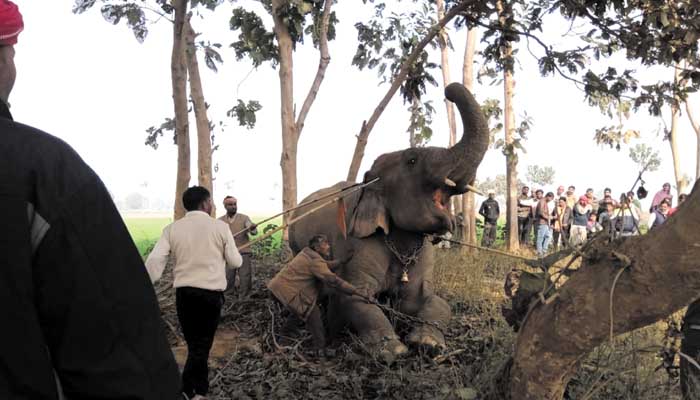 रसूखदारों का जानलेवा शौक: बिगड़ैल हाथी ने महावत को पटक पटक कर मार डाला