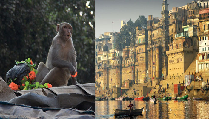 बंदरों की बदमाश कंपनी से बनारसियों को मिलेगी राहत, मथुरा से पहुंचे एक्सपर्ट