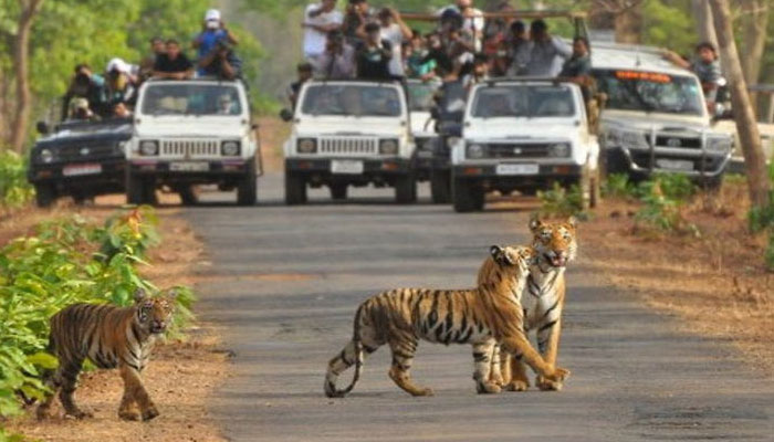बुरी खबर: ​गायब हुए 26 बाघ-मचा हड़कंप, जल्द लिया जाएगा ये फैसला