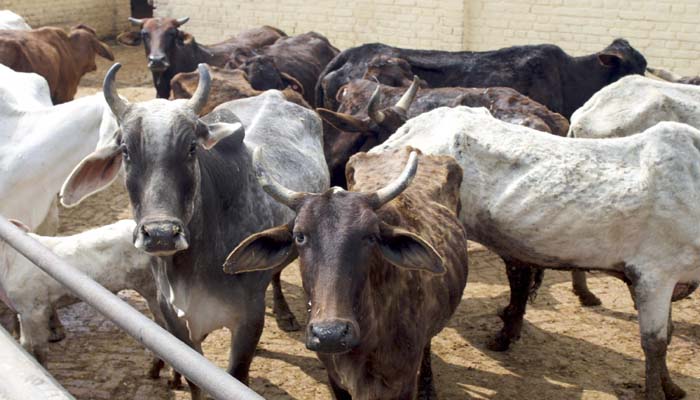 प्रशासन की लापरवाही का भेंट चढ़ा राजकीय गौशाला, अबतक 27 गायों की हुई मौत