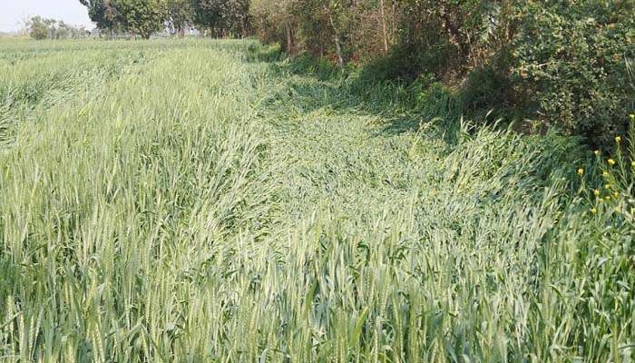 बर्बाद हुई फसलों का मानक तय, मुआवजे के लिए किसान हुआ परेशान