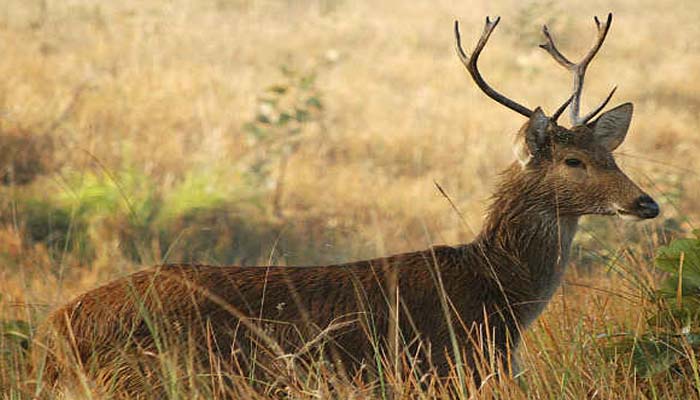 मानव का अमानवीय चेहराः इस तरह की बारहसिंघा की दर्दनाक हत्या