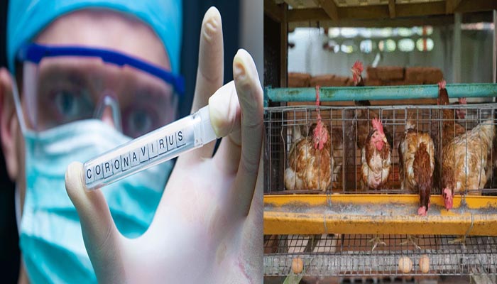 कोरोना का कहर: 4 रुपए में बिक रहा चिकन, पोल्ट्री उद्योग को करोड़ों का नुकसान