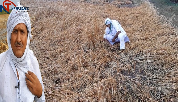 किसान बदहाल: बिन मौसम बरसात से फसलें बर्बाद, कोरोना के बाद अब बारिश की मार