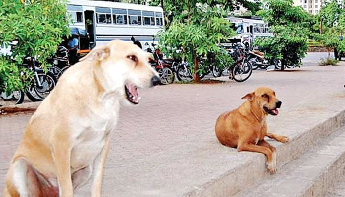 आगरा: इस गांव में खांस-खांसकर मर रहे कुत्ते, लोगों में कोरोना की दहशत