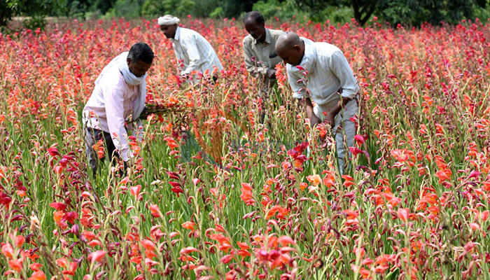 कोरोना संकट के दौरान माल गांव के रामनगर इलाके में फूलों की खेती करते किसान