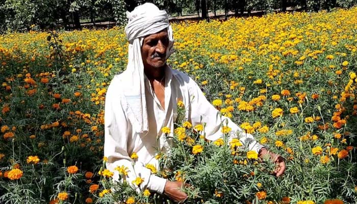 फूलों पर कोरोना का कहर: फूल खिले पर किसान मुरझाए, रोजी-रोटी का भारी संकट