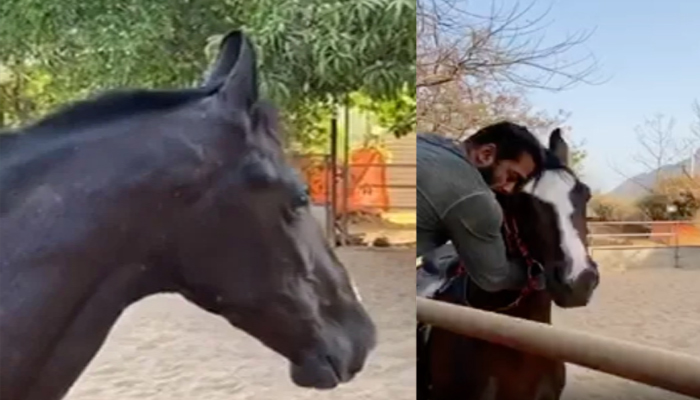 सलमान के घोड़े ने कर ली घास से दोस्ती, अब दबंग खान ब्रेकफास्ट में लें रहे इसका स्वाद, VIDEO