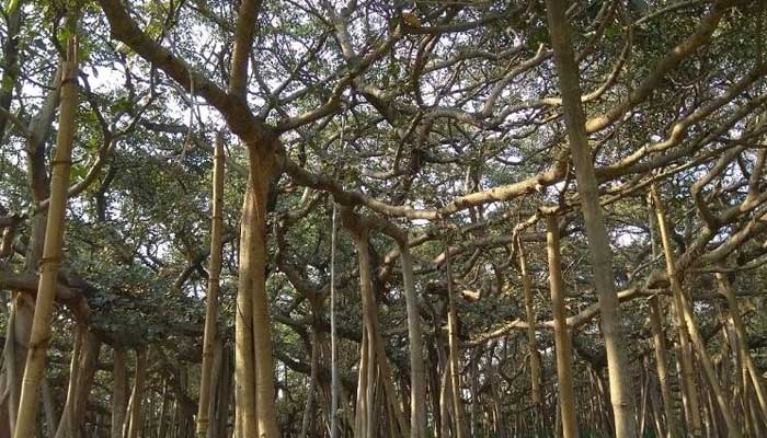 अम्फान तूफान ने मचाई तबाही, उखड़ गया दुनिया का सबसे पुराना बरगद का पेड़