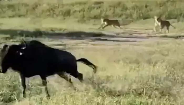 शेरों से बचने के लिए भैंस ने मारी ऐसी छलांग, Video वायरल, यहां देखें
