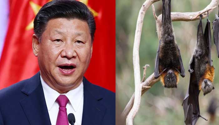 चीन का बड़ा एलान: अब इन जानवरों का शिकार करने पर होगी कड़ी सजा