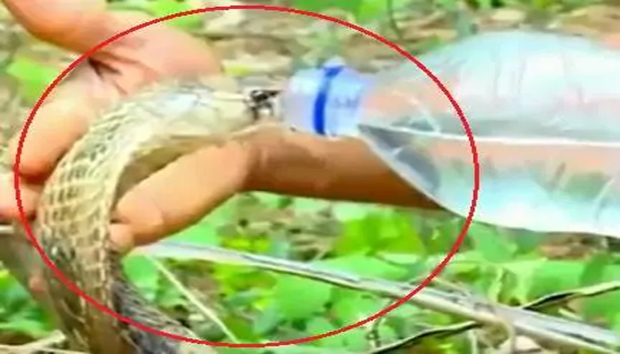 प्यासे कोबरा को अधिकारी ने पिलाया पानी, फिर अचानक हुआ ऐसा, देखें Video