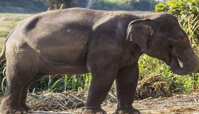 बेकाबू हुआ सपा नेता का हाथी, जान बचाकर भागे जख्मी हुए लोग
