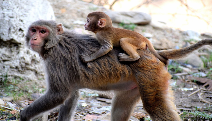 बंदरों ने ब्लड सैंपल छीने: इनके आतंक से दहला मेरठ, सामने आया वीडियो