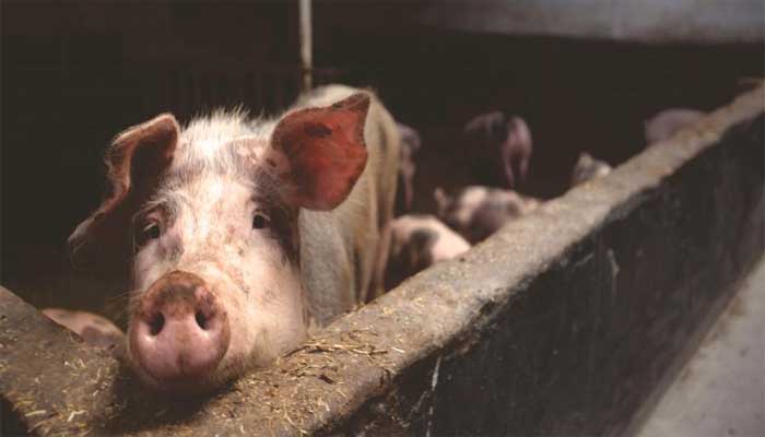 कोरोना संकट के बीच देश में इस घातक फ्लू की दस्तक, मारे गए 2500 सूअर