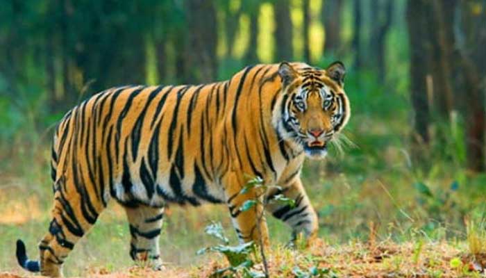 4 बाघों से घिरे लोग: मौत थी एकदम करीब, लेकिन ऐसे बचाई जान