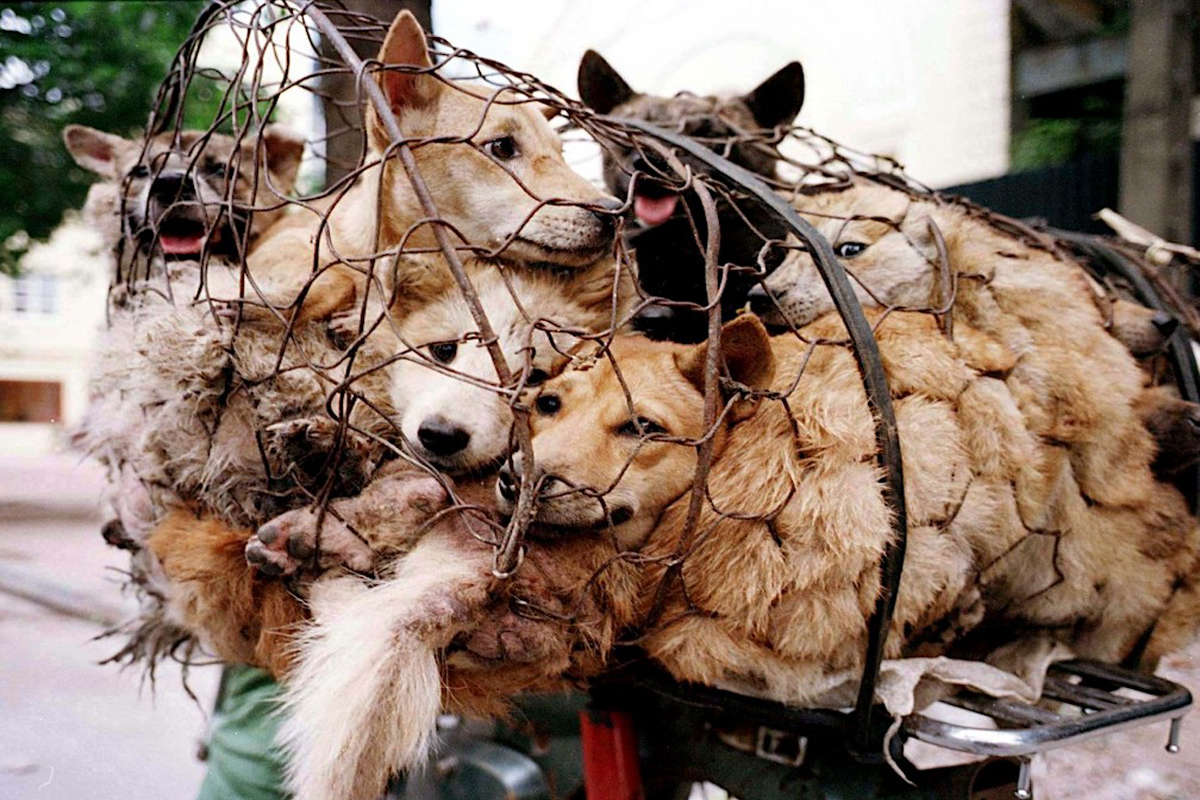 लाखों कुत्तों को खा जाएंगे चीनी, शुरु हुआ ये फेस्टिवल, ऐसे की जाती है बर्बरता