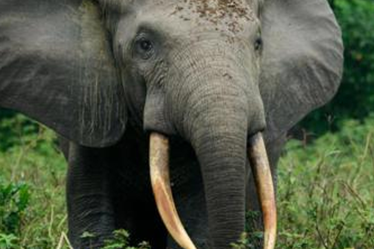 यहाँ लाखों साल पुराना हाथी का जबड़ा, शोध में मिलेगी मदद