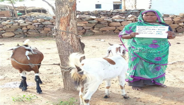 मजदूरों के लिए इस संस्था ने किया अच्छा काम, उपलब्ध कराई बकरीयां