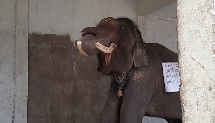 अप्पू हाथी ने माँगा इंसाफ, केरल की हथनी को लेकर हुआ दुखी