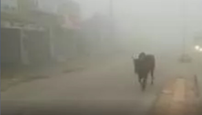 जून में सर्दी: कोहरे की चादर में लिपटा बिहार का ये शहर, तापमान में इतनी गिरावट