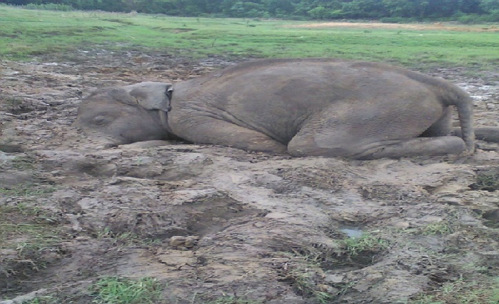 एक और हाथी की मौतः नहीं बचा सका वन विभाग, बतायी ये वजह