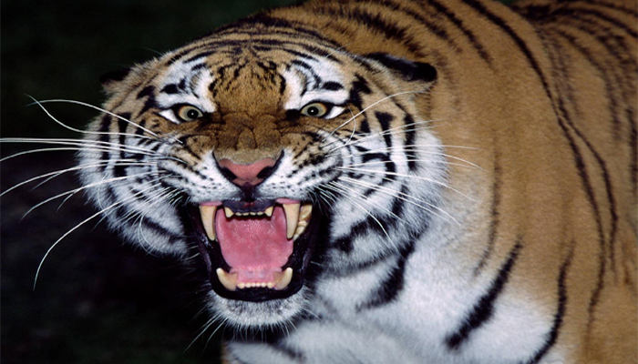 बाघ का तांडव: देख कर कांप उठते हैं लोग, कैद होकर भी बेहद खतरनाक
