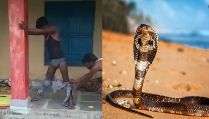 युवक की पैंट में घुसा कोबरा सांप, खंभा पकड़कर खड़ा रहा 7 घंटे, फिर ऐसे बची जान