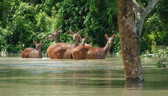 बाढ़ का भयानक कहर: जानवरों पर मौत का साया, गई इतने की जान