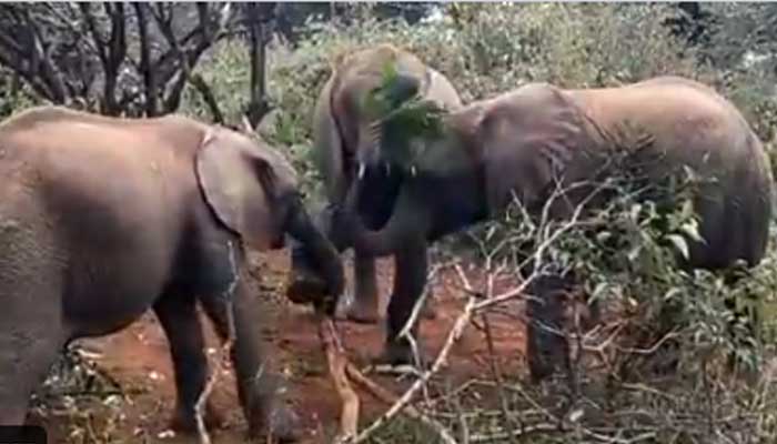खाने के लिए एक-दूसरे से भिड़ गए हाथी के बच्चे, तेजी से वायरल हो रहा ये वीडियो