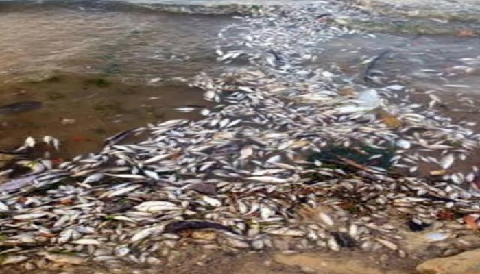 यमुना नदी के पानी में जहर! मर गईं हजारों मछलियां, मचा हड़कंप