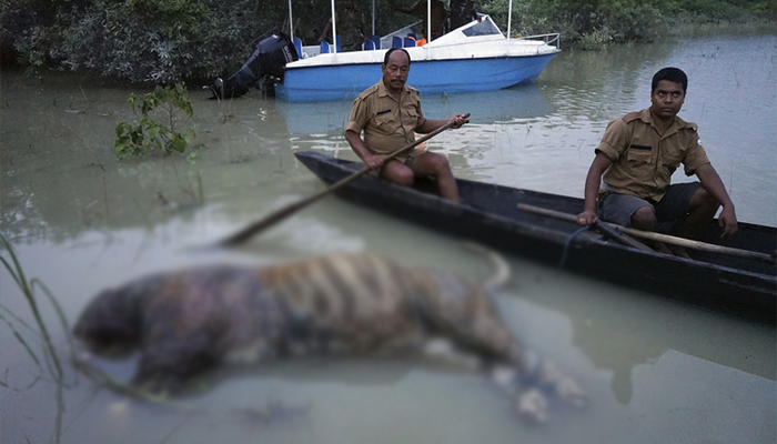 हर तरफ लाशें: बर्बाद हो गया काजीरंगा पार्क, मर रहे जंगली जानवर