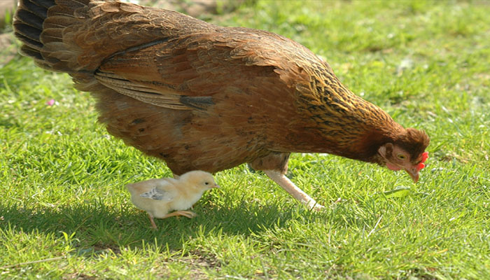 आज से पहले कभी नहीं सुना होगा, इस मुर्गी ने दिया सीधे चूजे को जन्म